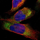 Immunofluorescent staining of human cell line U-2 OS shows localization to vesicles.
