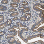 Immunohistochemical staining of human duodenum shows strong cytoplasmic positivity in glandular cells.