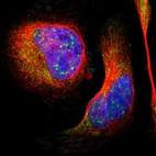 Immunofluorescent staining of human cell line U-2 OS shows localization to nuclear speckles & cytosol.