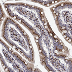 Immunohistochemical staining of human duodenum shows strong positivity in cytoplasm granular-membranous in glandular cells.