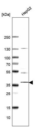 Western blot analysis in human cell line HepG2.