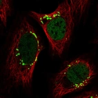 Immunofluorescent staining of human cell line U-2 OS shows localization to nucleoplasm & the Golgi apparatus.
