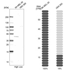 Anti-WDFY1 Antibody