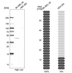 Western blot analysis in human cell lines SK-MEL-30 and HEK293 using Anti-WDFY1 antibody. Corresponding WDFY1 RNA-seq data are presented for the same cell lines. Loading control: Anti-COX4I1.