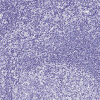 Anti-MS4A12 Antibody