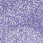 Immunohistochemical staining of human tonsil shows no positivity in non-germinal center cells as expected.