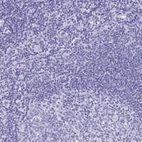 Immunohistochemical staining of human tonsil shows no positivity in non-germinal center cells as expected.