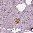 Immunohistochemical staining of human pancreas shows strong membranous positivity in islets of Langerhans.