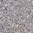 Immunohistochemical staining of human pancreas shows strong nuclear and nucleoli positivity in exocrine glandular cells and endocrine glandular cells.