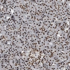 Immunohistochemical staining of human pancreas shows strong nuclear and nucleoli positivity in exocrine glandular cells and endocrine glandular cells.