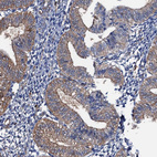 Immunohistochemical staining of human endometrium shows weak membranous-cytoplasmic positivity in glandular cells.