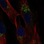 Immunofluorescent staining of human cell line BJ shows localization to the Golgi apparatus.