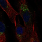 Immunofluorescent staining of human cell line BJ shows localization to the Golgi apparatus.