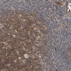 Immunohistochemical staining of human lymph node shows moderate cytoplasmic positivity in germinal center cells.