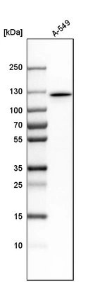Western blot analysis in human cell line A-549.