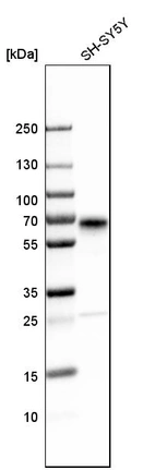 Western blot analysis in human cell line SH-SY5Y.