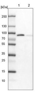 Lane 1: NIH-3T3 cell lysate (Mouse embryonic fibroblast cells)_br/_Lane 2: NBT-II cell lysate (Rat Wistar bladder tumour cells)