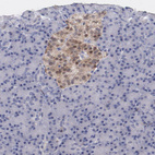 Immunohistochemical staining of human pancreas shows moderate cytoplasmic positivity in islets of Langerhans.