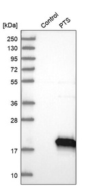 Western blot analysis in control (vector only transfected HEK293T lysate) and PTS over-expression lysate (Co-expressed with a C-terminal myc-DDK tag (~3.1 kDa) in mammalian HEK293T cells, LY400120).