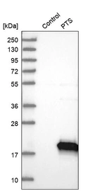 Western blot analysis in control (vector only transfected HEK293T lysate) and PTS over-expression lysate (Co-expressed with a C-terminal myc-DDK tag (~3.1 kDa) in mammalian HEK293T cells, LY400120).