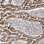 Immunohistochemical staining of human duodenum shows strong cytoplasmic granular positivity in glandular cells.