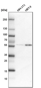 Western blot analysis in mouse cell line NIH-3T3 and rat cell line NBT-II.