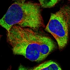 Immunofluorescent staining of human cell line U-2 OS shows localization to nucleoli, cytosol & endoplasmic reticulum.
