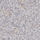 Immunohistochemical staining of human pancreas shows weak nuclear-cytoplasmic positivity in endocrine glandular cells.