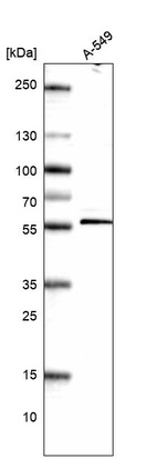 Western blot analysis in human cell line A-549.