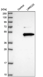 Western blot analysis in control (vector only transfected HEK293T lysate) and LRRC23 over-expression lysate (Co-expressed with a C-terminal myc-DDK tag (~3.1 kDa) in mammalian HEK293T cells, LY404500).