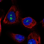 Immunofluorescent staining of human cell line U-251 MG shows localization to nucleoli.