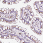 Immunohistochemical staining of human small intestine shows strong cytoplasmic granular positivity in glandular cells.