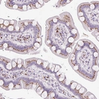Immunohistochemical staining of human small intestine shows strong cytoplasmic granular positivity in glandular cells.