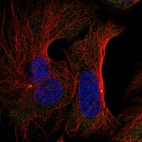 Immunofluorescent staining of human cell line U-2 OS shows localization to centrosome.