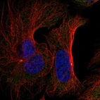 Immunofluorescent staining of human cell line U-2 OS shows localization to centrosome.