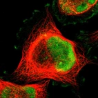 Immunofluorescent staining of human cell line U-251 MG shows localization to nucleoplasm & plasma membrane.