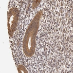 Immunohistochemical staining of human endometrium shows moderate cytoplasmic-membranous positivity in glandular cells.