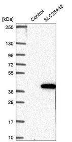 Western blot analysis in control (vector only transfected HEK293T lysate) and SLC25A42 over-expression lysate (Co-expressed with a C-terminal myc-DDK tag (~3.1 kDa) in mammalian HEK293T cells, LY405906).