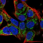 Immunofluorescent staining of human cell line Hep G2 shows localization to mitochondria.