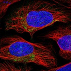 Immunofluorescent staining of human cell line U-2 OS shows localization to mitochondria.
