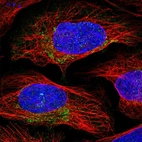Immunofluorescent staining of human cell line U-2 OS shows localization to mitochondria.