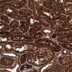 Immunohistochemical staining of human kidney shows strong cytoplasmic-membranous positivity in cells in tubules.