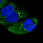 Immunofluorescent staining of human cell line A-431 shows localization to cytosol & the Golgi apparatus.