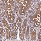 Immunohistochemical staining of human small intestine shows strong cytoplasmic positivity in glandular cells.