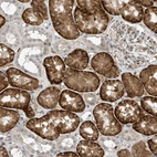 Immunohistochemical staining of human kidney shows strong cytoplasmic positivity in proximal tubular cells.