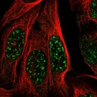Immunofluorescent staining of human cell line U-2 OS shows localization to nuclear speckles.