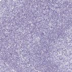 Immunohistochemical staining of human tonsil shows no positivity in non-germinal center cells as expected.