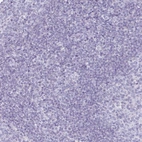 Immunohistochemical staining of human tonsil shows no positivity in non-germinal center cells as expected.