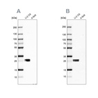 Western blot analysis using Anti-CT45A1 antibody HPA044735 (A) shows similar pattern to independent antibody HPA046872 (B).