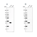 Western blot analysis using Anti-CT45A1 antibody HPA044735 (A) shows similar pattern to independent antibody HPA046872 (B).